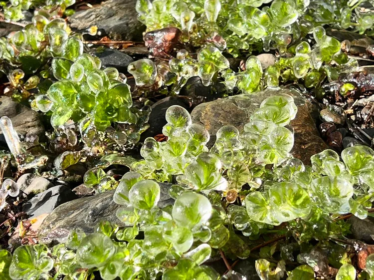 武陵農場零下0.6度低溫，植物嫩芽被冰晶包覆。武陵農場提供