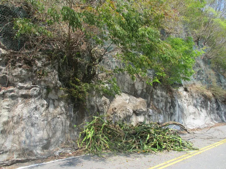 樹木從邊坡上方倒塌。民眾提供