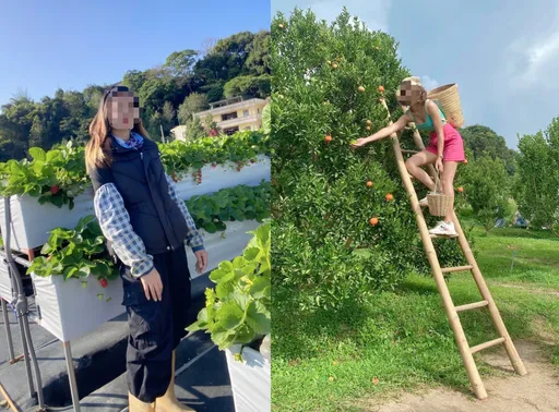 「血汗草莓」你敢買？非法仲介詐泰人來台打工　住鐵皮屋時薪不到百元宛如煉獄