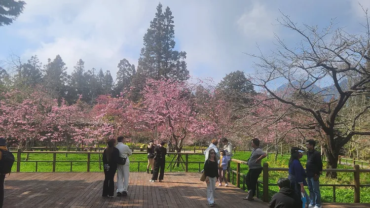 阿里山櫻花季每年吸引約15萬人次上山。翻攝阿里山國家森林遊樂區臉書