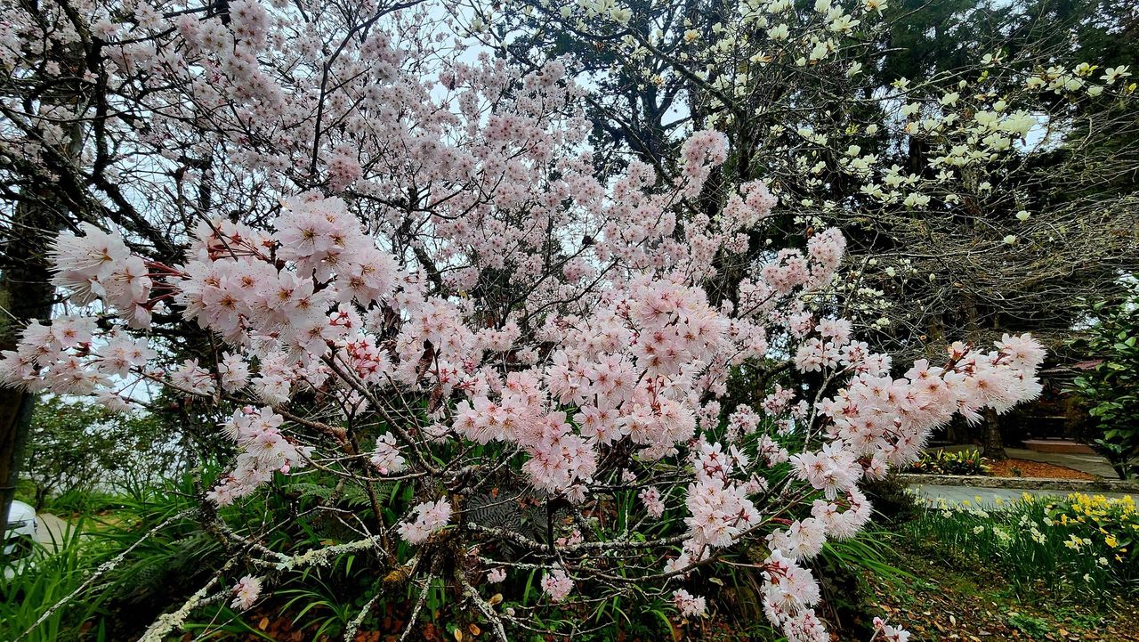 阿里山櫻花季3/10開跑 山櫻花、阿龜櫻已綻放