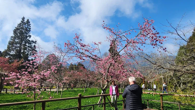 阿里山櫻花季3/10開跑，將實施交管。翻攝阿里山國家森林遊樂區臉書