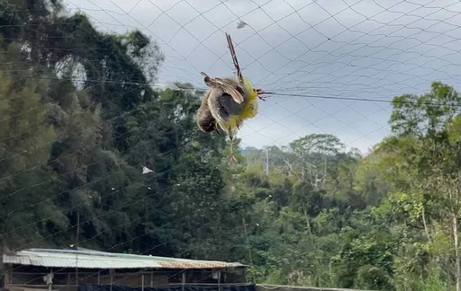 苗栗草莓園「無差別網殺」20隻鳥　赫見保育類領角鴞！縣府出手了