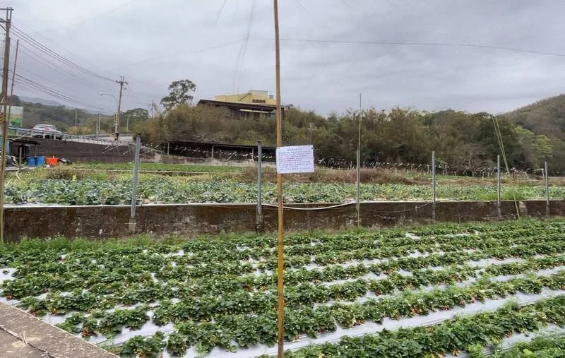 苗栗縣府已貼出告示，要求草莓園主拆除鳥網。縣府提供