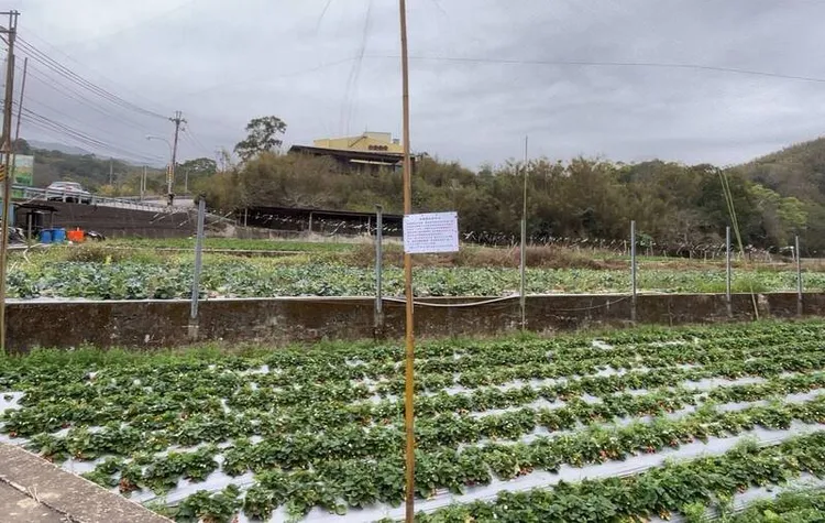 苗栗縣府已貼出告示，要求草莓園主拆除鳥網。縣府提供