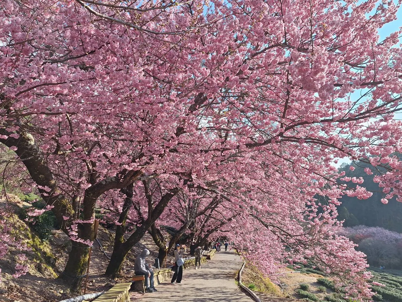 雪管處表示，武陵地區昭和櫻、紅粉佳人、琉球緋寒櫻、霧社櫻、太平山櫻、重瓣櫻將接力綻放。雪管處提供