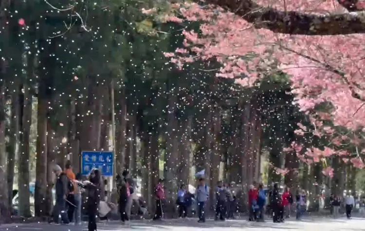 武陵賞櫻遊人如織。民眾提供