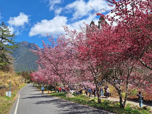 武陵櫻花季解除交管　昭和櫻、霧社櫻接續登場！順道觀賞國寶魚