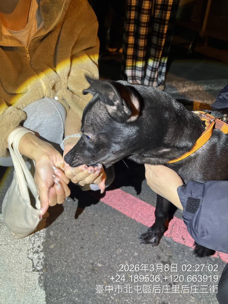 動保處人員目測未發現黑犬受傷，已送醫檢查。市府提供