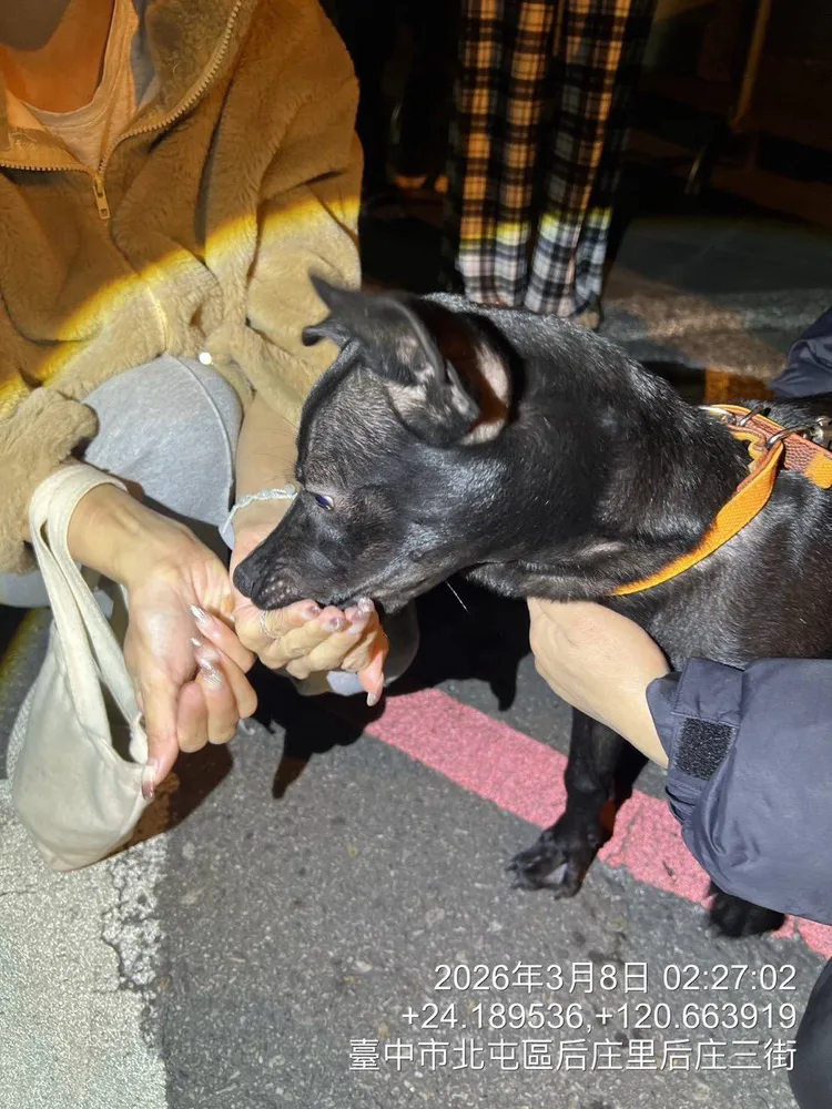動保處人員目測未發現黑犬受傷，已送醫檢查。市府提供