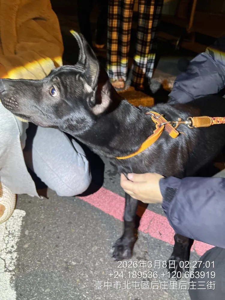小黑犬連2天疑似遭飼主虐待，已被動保處扣留送醫。市府提供