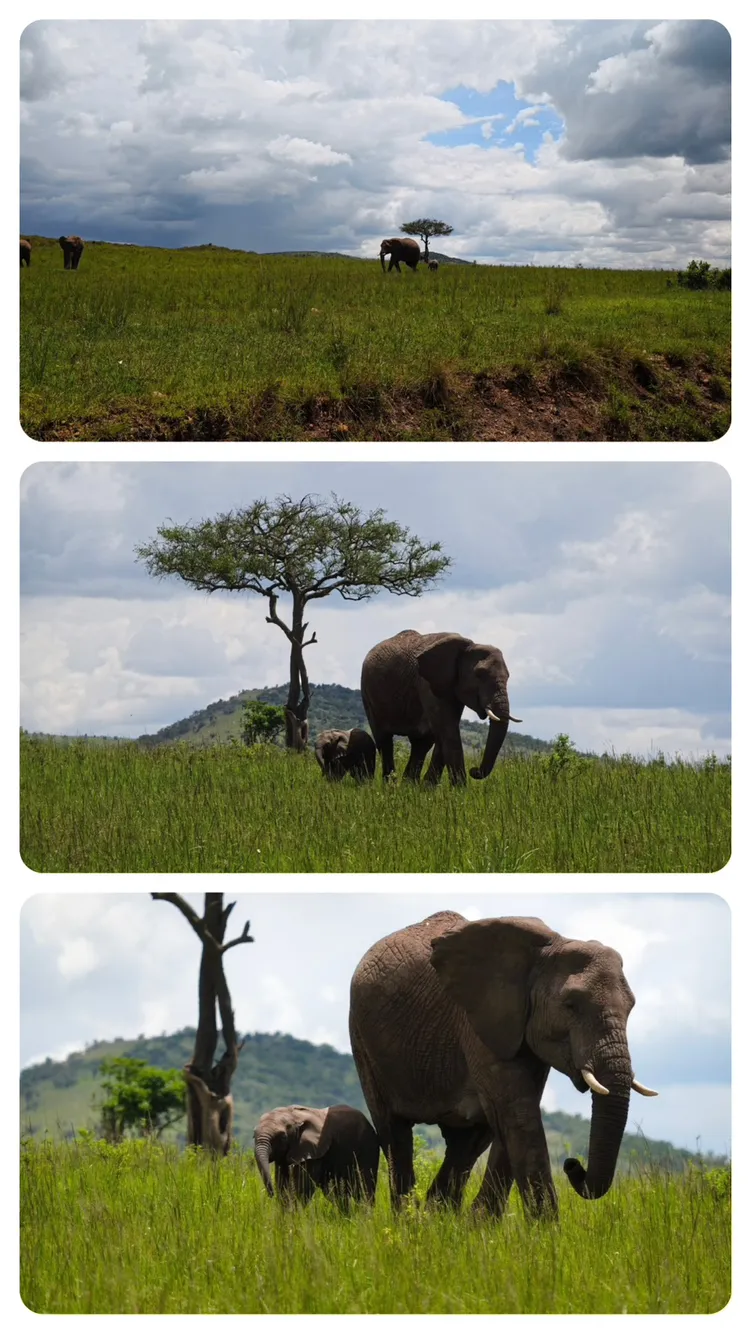 vivo官方釋出增距鏡實拍照。韓伯嘯微博