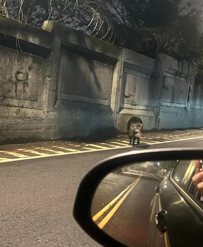 目擊者PO出山豬照片。翻攝自lin_dondon