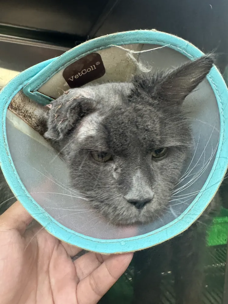 現場貓隻體態消瘦、營養不良。動保處提供