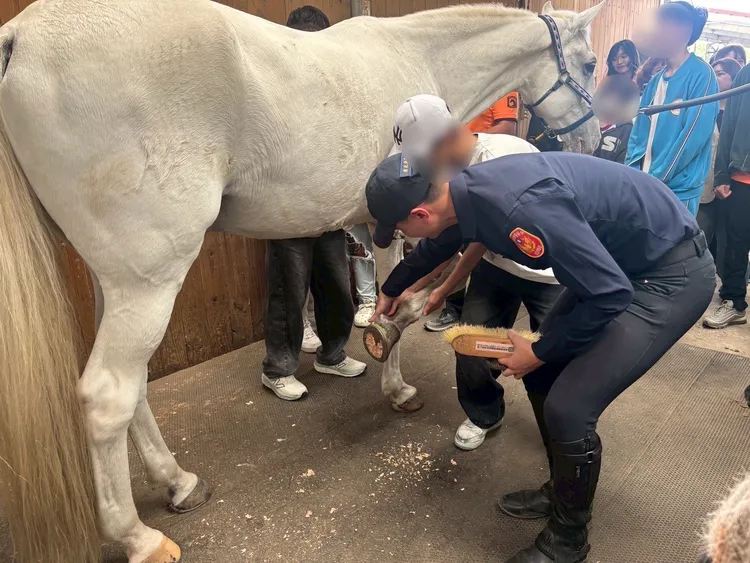 警察局騎警隊員帶領青少年體驗觸摸馬匹及刷毛。警方提供