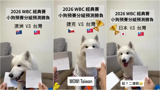 網紅薩摩耶精準預測中華隊經典賽4場賽果　主人：今天有加菜了