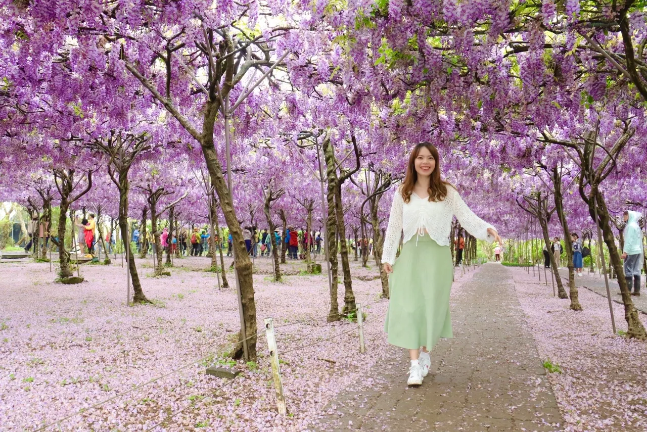 跟著福容春日追花趣　春遊賞櫻泡湯一次滿足