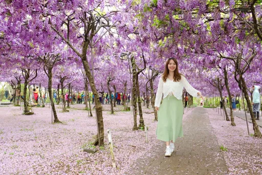 跟著福容春日追花趣　春遊賞櫻泡湯一次滿足