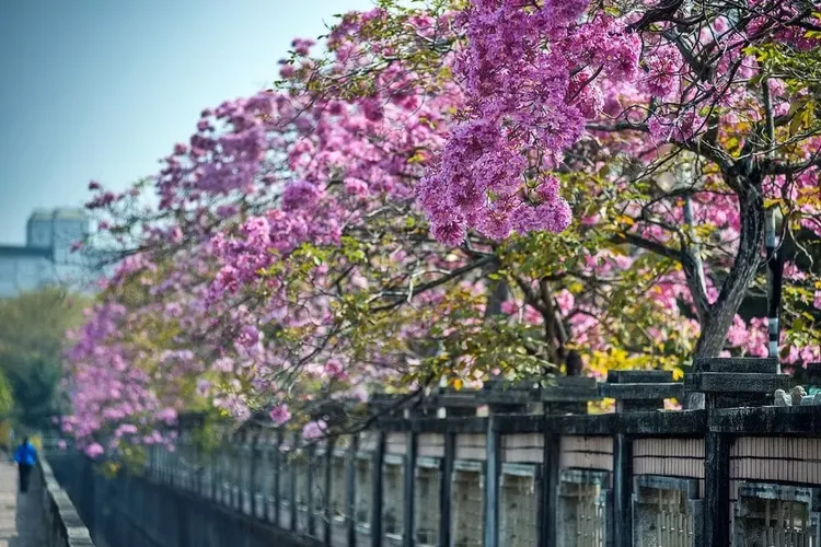 3月八掌溪堤防黃花風鈴木盛開，形成粉色隧道。業者提供