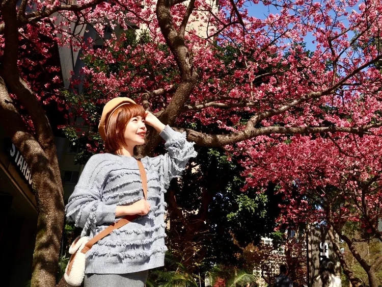 林口「最美星巴克」櫻花盛開中，成為打卡與賞花的雙重享受。業者提供