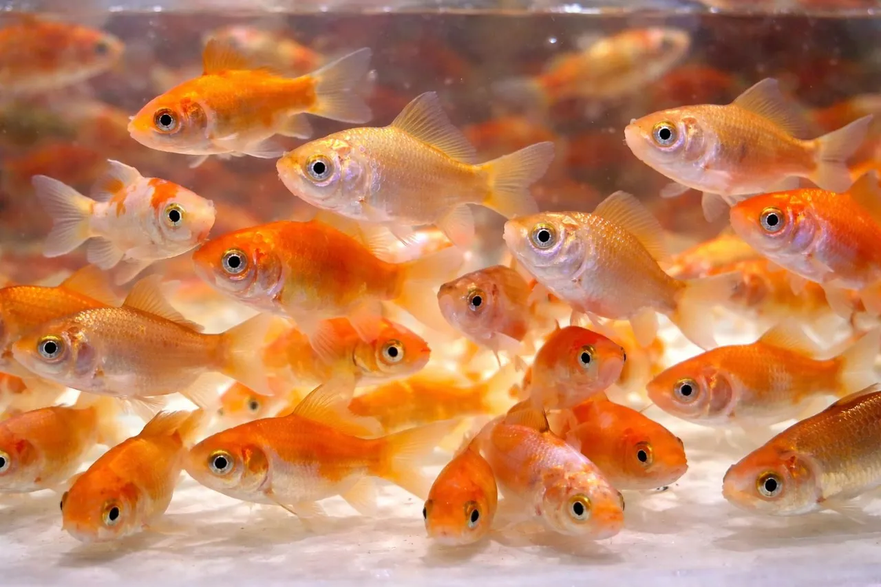 朱文錦屬外來種雜交金魚，不應貿然放生至河川或湖泊環境。新北市政府動保處