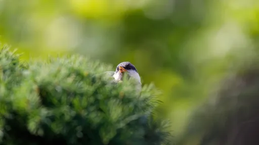 今春分能量大爆發　5生肖自帶財氣