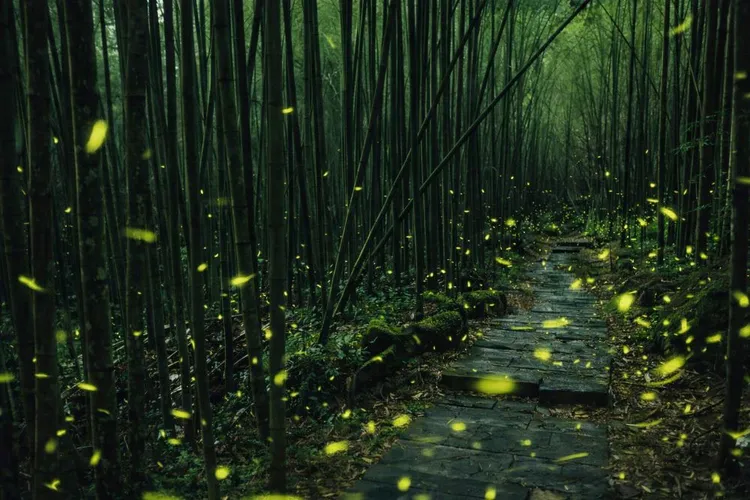 阿里山賓館2026年夏天與大阿里山達人攜手合作，規劃嘉義縣政府推薦賞螢秘境之一迷糊步道。阿里山賓館提供