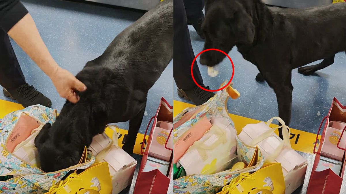 機場緝毒犬發現「可疑蛋糕」 笑噴!牠以身犯險果斷吃下肚