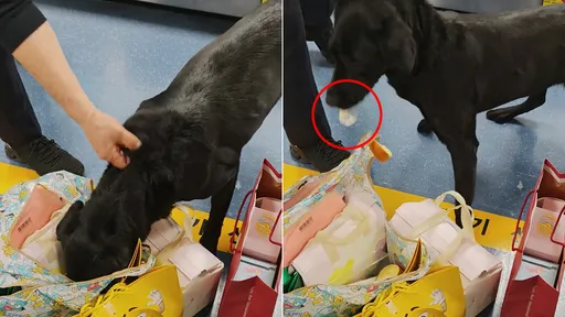 機場緝毒犬發現「可疑蛋糕」　笑噴！牠以身犯險果斷吃下肚