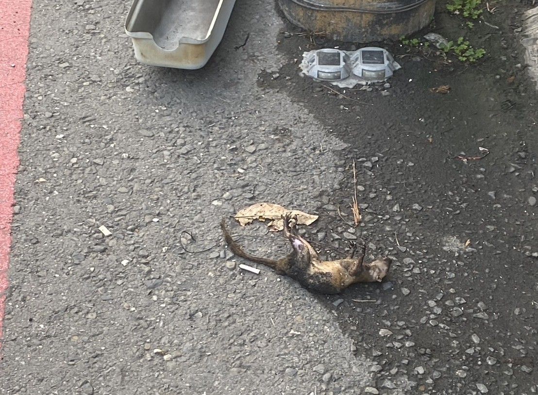 高雄大寮民宅傳火警 電桿避雷器短路延燒 台電一查元凶竟是「牠」