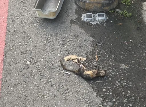 高雄大寮民宅傳火警　電桿避雷器短路延燒　台電一查元凶竟是「牠」