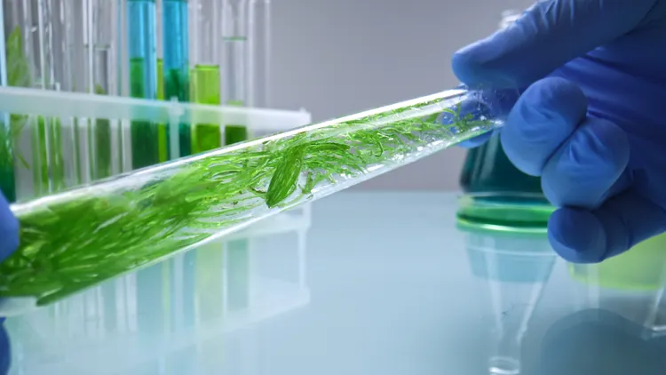 微藻逐漸成為全營養補給新趨勢，其中藍藻與綠藻含有胺基酸、維生素與礦物質等多元營養，被視為天然完整的超級食物。（圖/shutterstock）