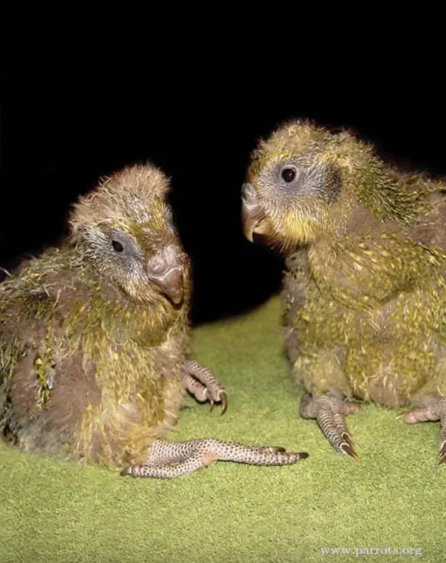 雛鳥。parrots.org