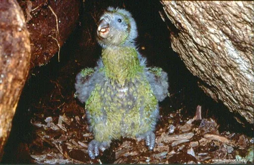 世界最胖鸚鵡逆轉少子化　破紀錄孵出105隻鸚寶