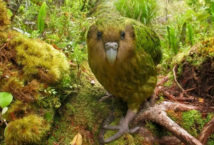 不會飛，但有保護色。parrots.org