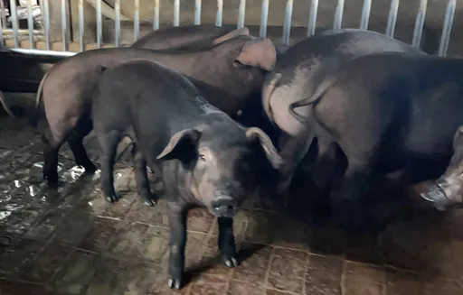 台灣重回非洲豬瘟非疫區　豬肉重返國際市場有望