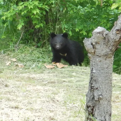 遇害首例！日岩手縣爆熊襲「重傷員警」　女陳屍山溝