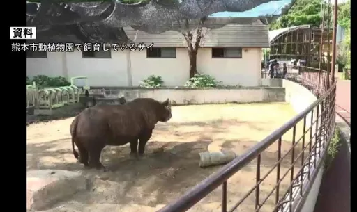 1噸重黑犀牛衝撞　熊本飼育員頭骨頸椎骨折