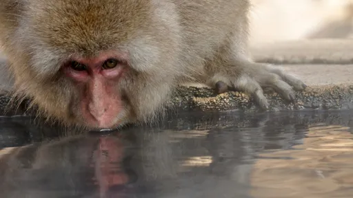 日本議員收賄20萬元　公園因此少了13隻猴子