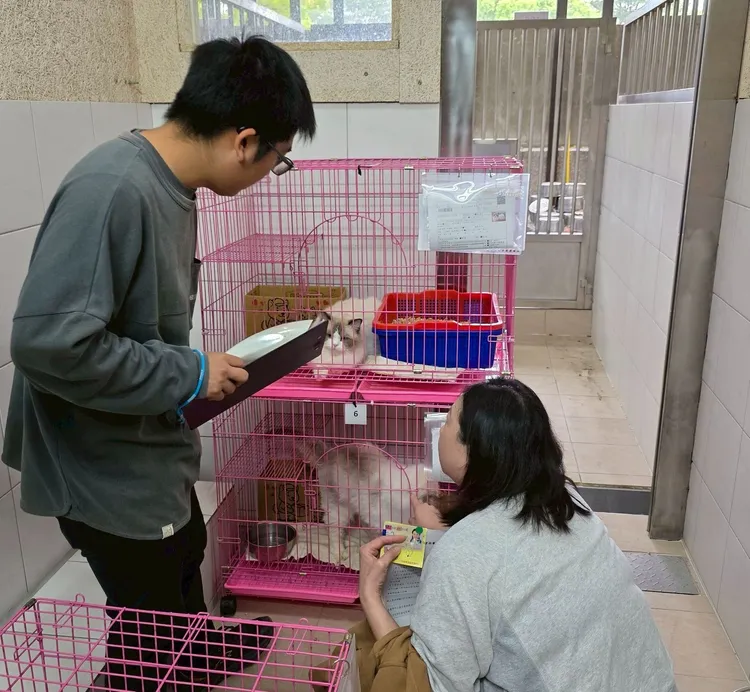 竹縣推認養犬貓醫療補助每隻最高3000元。新竹縣府提供