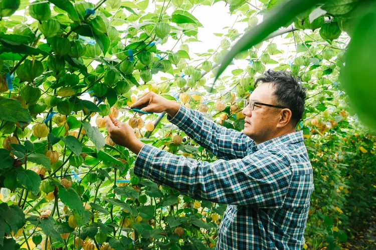 台泥綠能透過串聯嘉義第一座廢校「正義國小」與在地「黑金」菜脯產業，讓綠能案場與地方強項對話。台泥提供