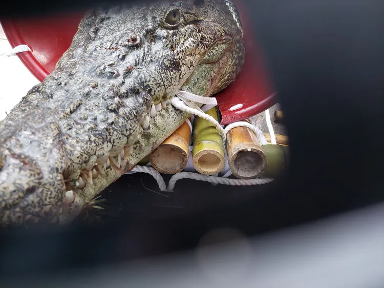 農業部公告禁養河口鱷。台北市動保處提供