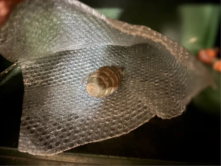 老婦人發現的手榴彈。翻攝畫面