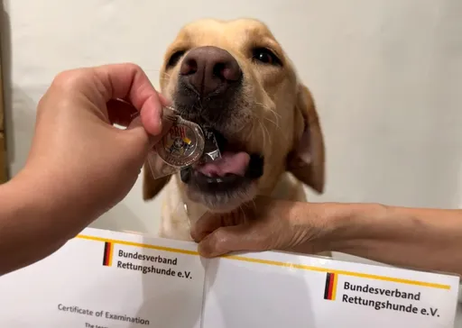 全台僅2隻！台中警犬Uhoo勇奪德國BRH路徑追蹤高級認證