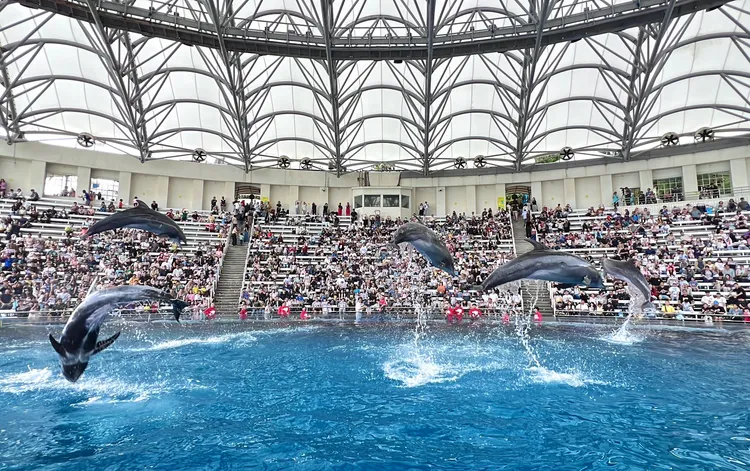 跳浪奇緣曾是花蓮海洋公園招牌秀。遠雄海洋公園提供