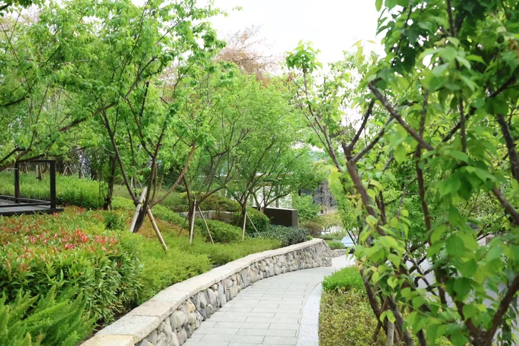 漢來日月行館打造「賞梅步道」，邀請旅人感受青梅輕掛樹梢的熟成風情。漢來日月行館提供