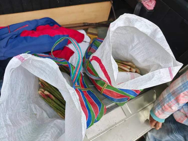 竊嫌徒手偷來的箭筍。警方提供