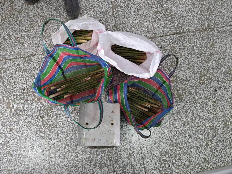 竊嫌徒手偷來的箭筍。警方提供