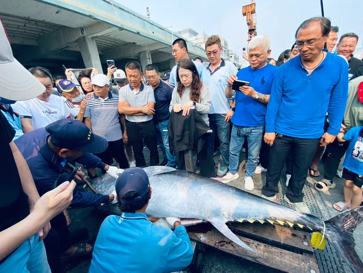 屏東第一尾黑鮪魚6日下午3時東港區漁會進行「驗明正身」。翻攝畫面