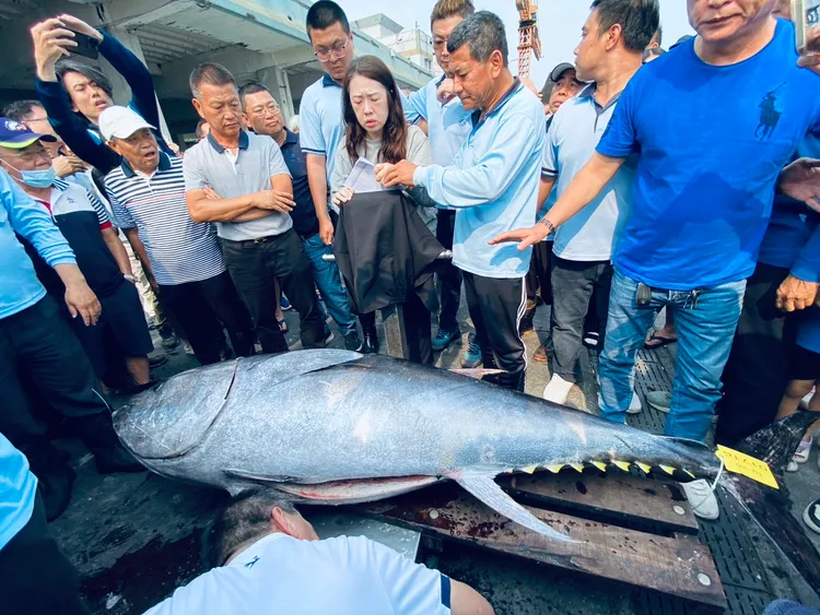 屏東第一尾黑鮪魚6日下午3時東港區漁會進行「驗明正身」。翻攝畫面